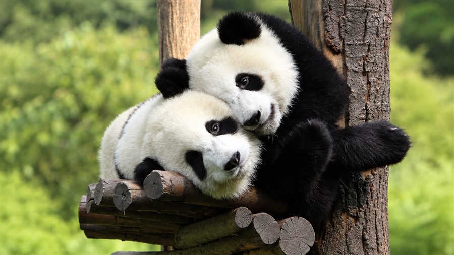 Giant pandas in Chengdu before a journey to Tibet