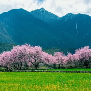 Peach blossoms in Nyingchi Tibet during spring tour