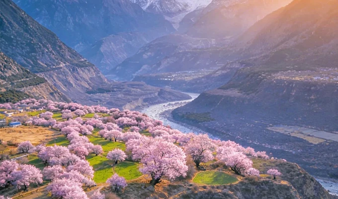 Nyingchi Peach Blossom Festival