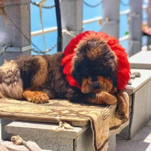 Tibetan mastiff near Yamdrok Lake