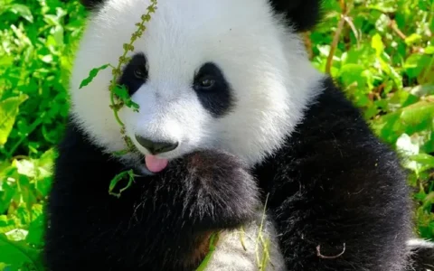 Giant pandas at Chengdu Research Base of Giant Panda Breeding