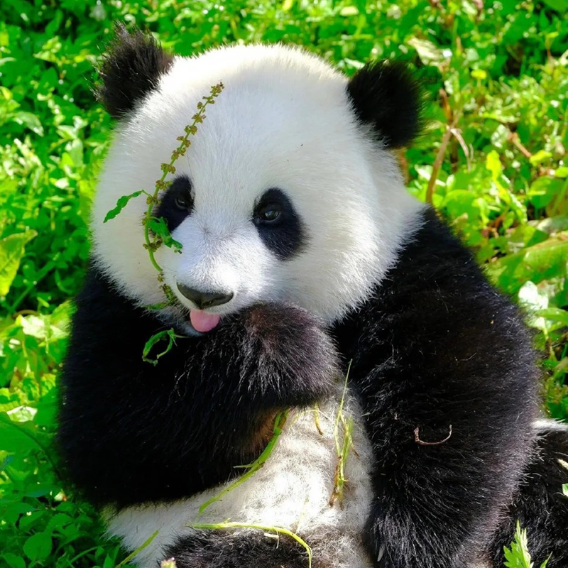 Chengdu Panda Base in Chengdu to Tibet Train Tour
