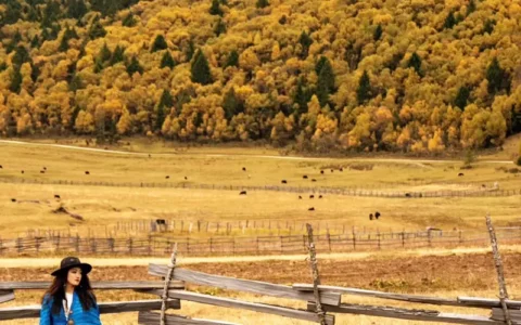 Golden autumn colors in Lulang Forest Nyingchi Tibet