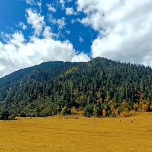 Fall foliage colors in Lulang Forest Nyingchi Tibet