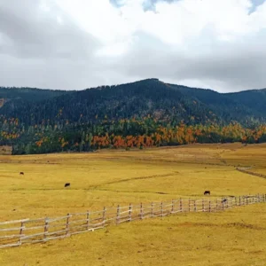 Autumn colors in Lulang Forest Nyingchi Tibet in October