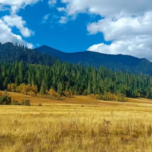 Early autumn scenery of Lulang Forest in September Tibet
