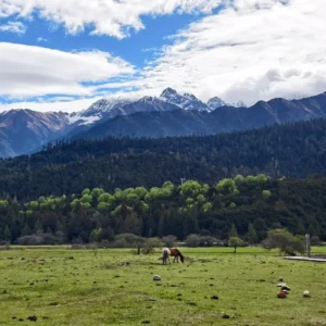 Lush green Lulang Forest in summer near Nyingchi Tibet