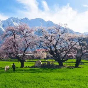 Pink peach blossom valley in Nyingchi Tibet during spring festival